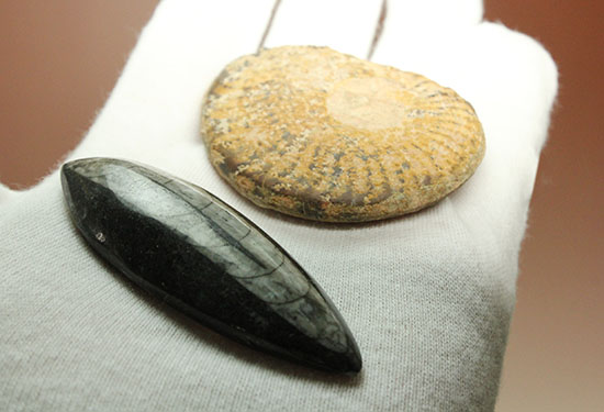 頭足類化石とはいかに！？コレクションスターターにお勧め！アンモナイトとオルソセラス２個セット（その5）