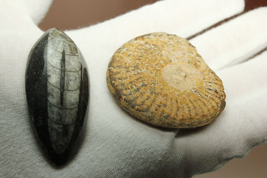 頭足類化石とはいかに！？コレクションスターターにお勧め！アンモナイトとオルソセラス２個セット（その6）