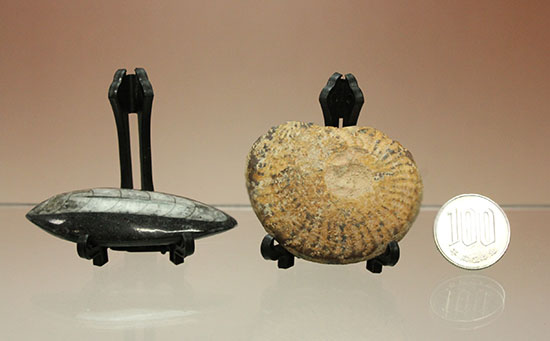 頭足類化石とはいかに！？コレクションスターターにお勧め！アンモナイトとオルソセラス２個セット（その7）