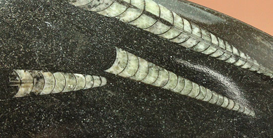 古代の海の中をご覧あれ！４つのオルソセラスが見られるマルチプレート標本（その1）
