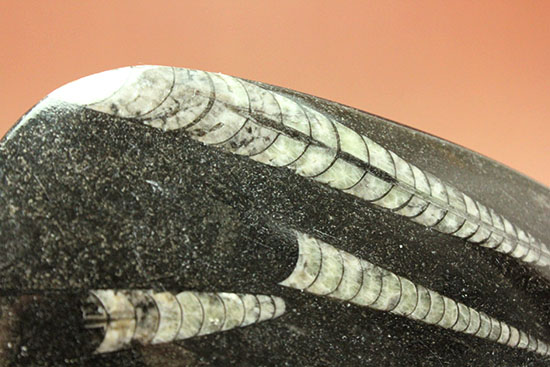 古代の海の中をご覧あれ！４つのオルソセラスが見られるマルチプレート標本（その3）