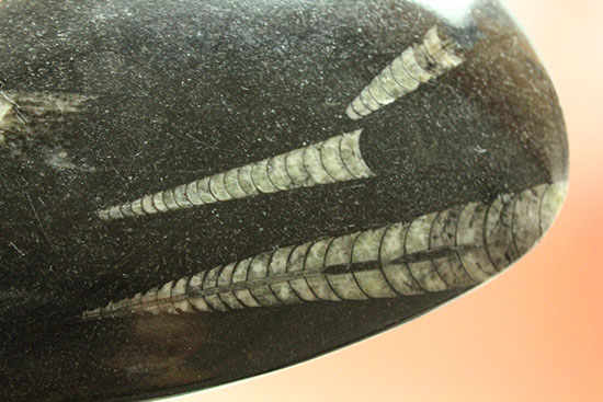 古代の海の中をご覧あれ！４つのオルソセラスが見られるマルチプレート標本（その9）