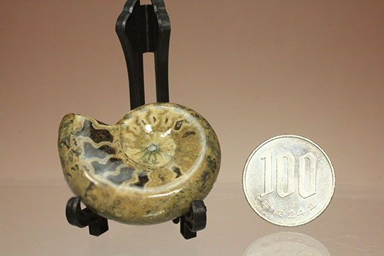 全面ポリッシュ！縫合線もアンモナイトの構造もわかる北海道産アンモナイト(Ammonite)（その12）