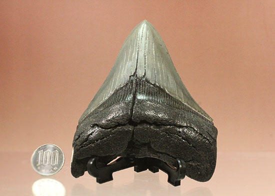 本物　メガロドンの歯　化石　サメ　12cm アメリカ合衆国 サメの歯 メガロドン 化石 アメリカ ケース付き サメの歯