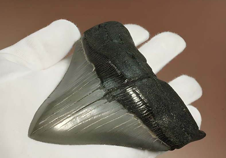 200g！目の覚めるクオリティ、史上最大の絶滅ザメ、メガロドンの歯化石