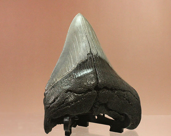 200g！目の覚めるクオリティ、史上最大の絶滅ザメ、メガロドンの歯化石