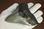 200g!目の覚めるクオリティ、史上最大の絶滅ザメ、メガロドンの歯化石