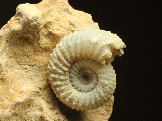 一つだからこそ、際立つ！乳白色が魅力的な、フランス産アンモナイト(Ammonite)（その1）