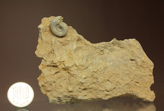 一つだからこそ、際立つ！乳白色が魅力的な、フランス産アンモナイト(Ammonite)（その11）