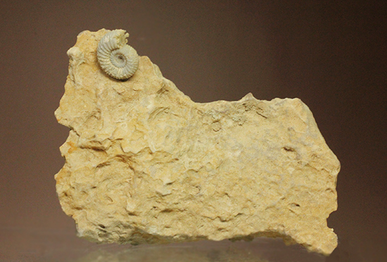 一つだからこそ、際立つ！乳白色が魅力的な、フランス産アンモナイト(Ammonite)（その2）