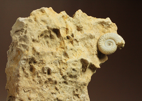 一つだからこそ、際立つ！乳白色が魅力的な、フランス産アンモナイト(Ammonite)（その4）