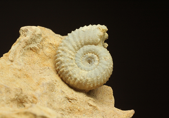 一つだからこそ、際立つ！乳白色が魅力的な、フランス産アンモナイト(Ammonite)（その6）