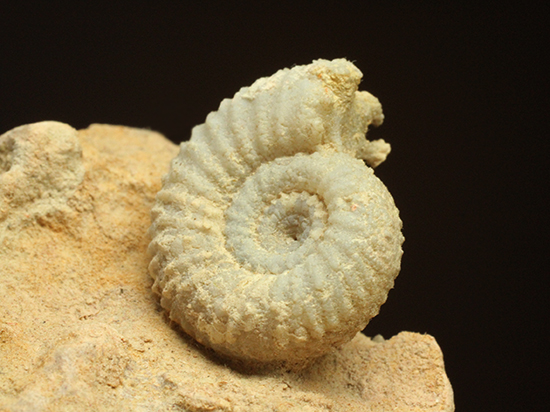 一つだからこそ、際立つ！乳白色が魅力的な、フランス産アンモナイト(Ammonite)（その7）