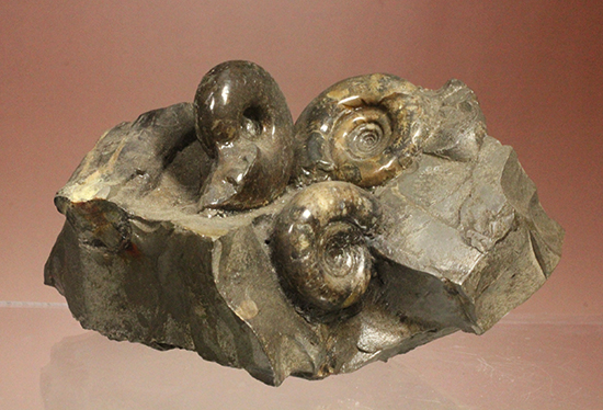 同じ屋根（母岩）の下、仲良く？鎮座する3兄弟のような北海道産アンモナイト(Ammonite)（その1）