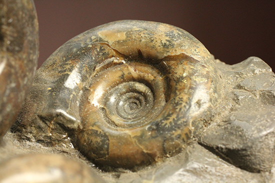 同じ屋根（母岩）の下、仲良く？鎮座する3兄弟のような北海道産アンモナイト(Ammonite)（その3）