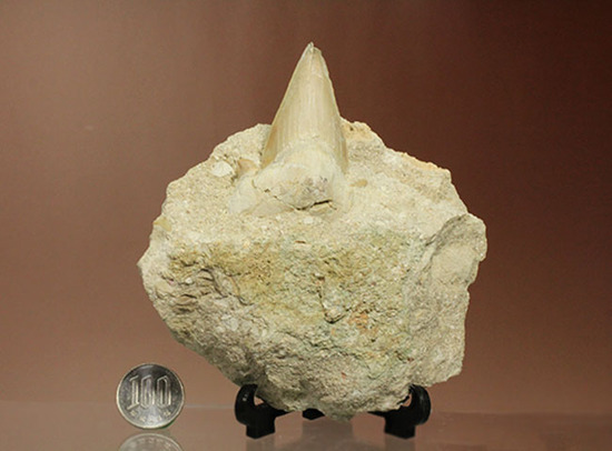 最強の系譜、化物ザメ、オトドゥスの歯化石（母岩付）（その10）