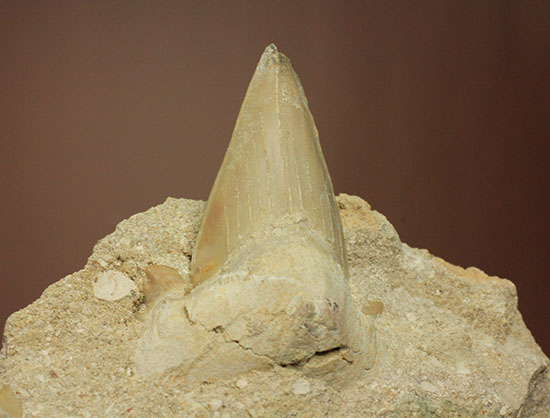 最強の系譜、化物ザメ、オトドゥスの歯化石（母岩付）（その2）