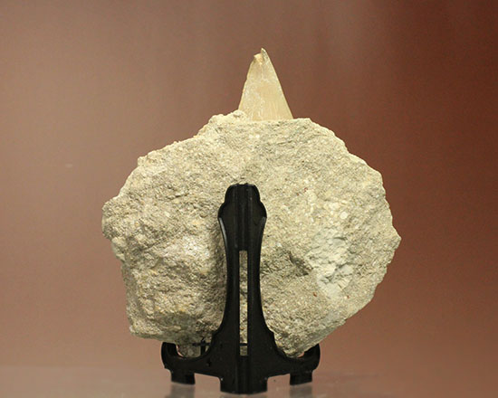 最強の系譜、化物ザメ、オトドゥスの歯化石（母岩付）（その3）