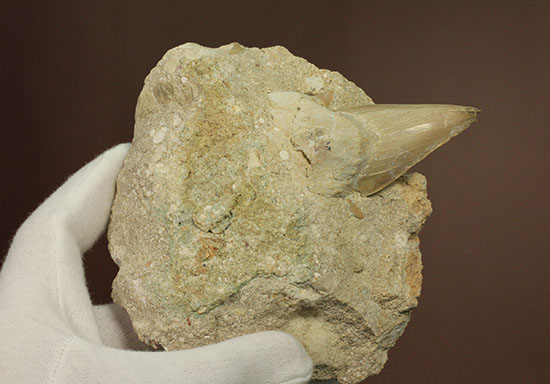 最強の系譜、化物ザメ、オトドゥスの歯化石(母岩付)(その5)