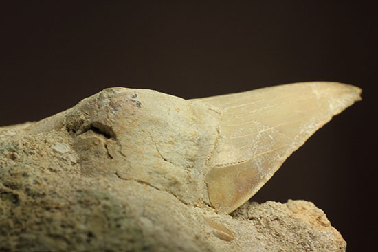 最強の系譜、化物ザメ、オトドゥスの歯化石(母岩付)(その7)