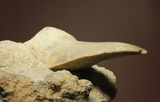 最強の系譜、化物ザメ、オトドゥスの歯化石（母岩付）（その9）