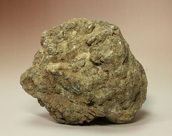 どどーんと３.６キロオーバー！！恐竜のウンチ化石コプロライト(Coprolite)（その1）