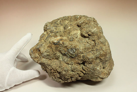 どどーんと３.６キロオーバー！！恐竜のウンチ化石コプロライト(Coprolite)（その10）