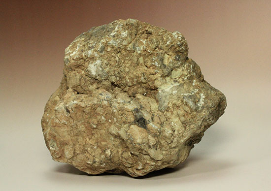 どどーんと３.６キロオーバー！！恐竜のウンチ化石コプロライト(Coprolite)（その11）