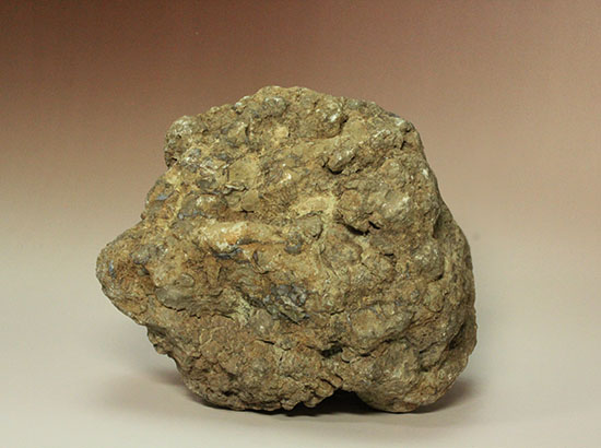 どどーんと３.６キロオーバー！！恐竜のウンチ化石コプロライト(Coprolite)（その2）