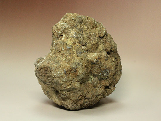 どどーんと３.６キロオーバー！！恐竜のウンチ化石コプロライト(Coprolite)（その3）