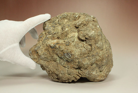 どどーんと３.６キロオーバー！！恐竜のウンチ化石コプロライト(Coprolite)（その4）