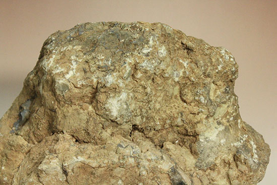 どどーんと３.６キロオーバー！！恐竜のウンチ化石コプロライト(Coprolite)（その5）