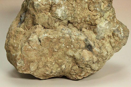 どどーんと３.６キロオーバー！！恐竜のウンチ化石コプロライト(Coprolite)（その6）