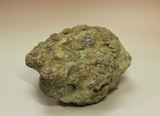 どどーんと３.６キロオーバー！！恐竜のウンチ化石コプロライト(Coprolite)（その7）