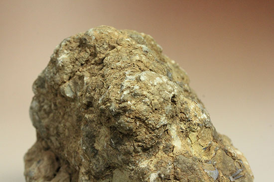 どどーんと３.６キロオーバー！！恐竜のウンチ化石コプロライト(Coprolite)（その8）
