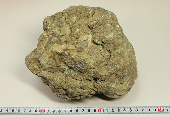 どどーんと3.6キロオーバー！！恐竜のウンチ化石コプロライト