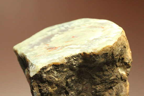 鑑賞用に最適！赤色が美しい、恐竜のウンチ化石コプロライト(Coprolite)（その10）