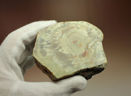 鑑賞用に最適!赤色が美しい、恐竜のウンチ化石コプロライト(Coprolite)(その11)