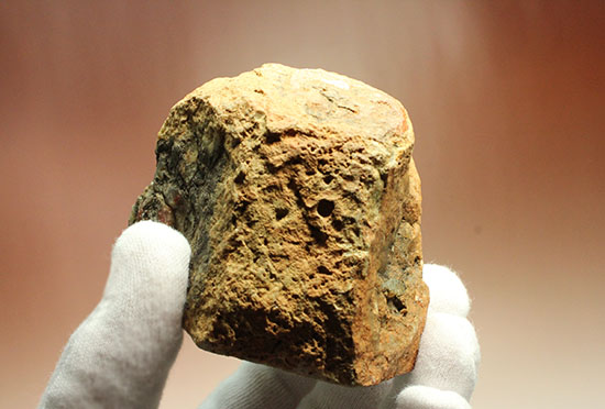 鑑賞用に最適!赤色が美しい、恐竜のウンチ化石コプロライト(Coprolite)(その12)