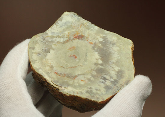 鑑賞用に最適!赤色が美しい、恐竜のウンチ化石コプロライト(Coprolite)(その13)
