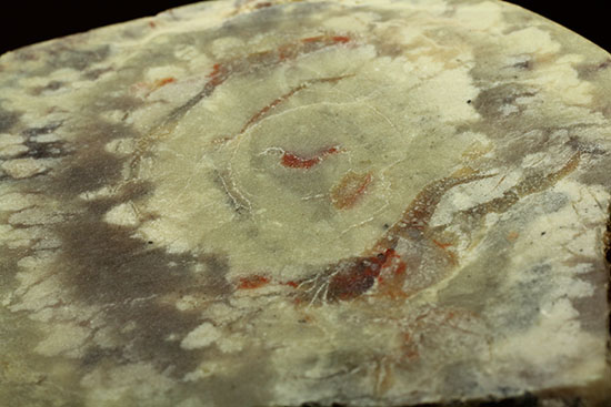 鑑賞用に最適!赤色が美しい、恐竜のウンチ化石コプロライト(Coprolite)(その15)