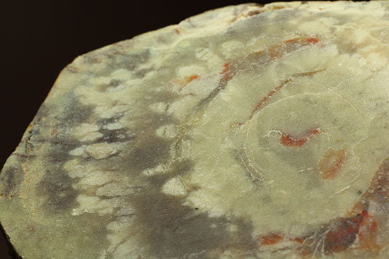 鑑賞用に最適!赤色が美しい、恐竜のウンチ化石コプロライト(Coprolite)(その16)