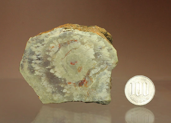 鑑賞用に最適!赤色が美しい、恐竜のウンチ化石コプロライト(Coprolite)(その17)