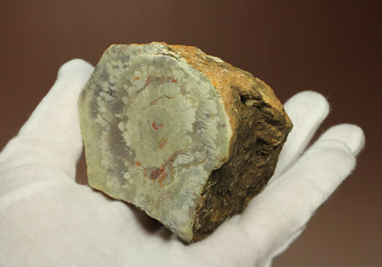 鑑賞用に最適!赤色が美しい、恐竜のウンチ化石コプロライト(Coprolite)(その2)