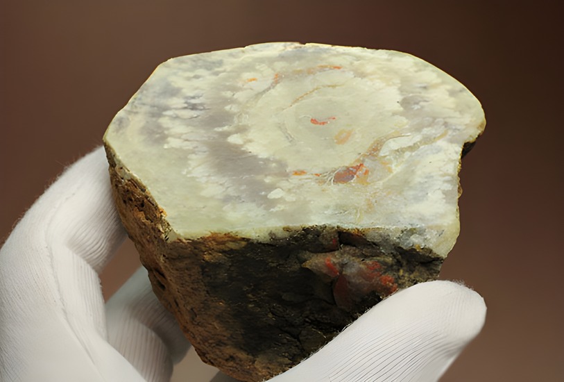 鑑賞用に最適！赤色が美しい、恐竜のウンチ化石コプロライト(Coprolite