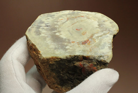 鑑賞用に最適!赤色が美しい、恐竜のウンチ化石コプロライト(Coprolite)(その3)
