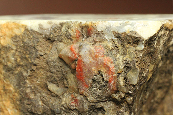 鑑賞用に最適!赤色が美しい、恐竜のウンチ化石コプロライト(Coprolite)(その4)