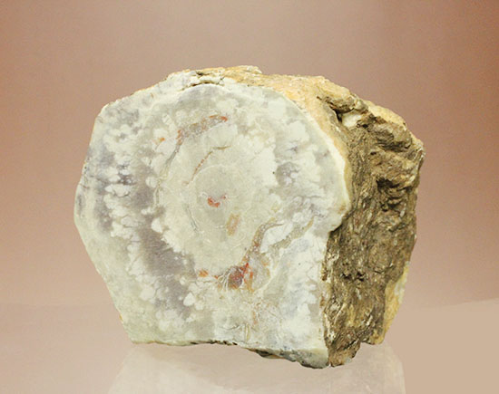 鑑賞用に最適！赤色が美しい、恐竜のウンチ化石コプロライト(Coprolite