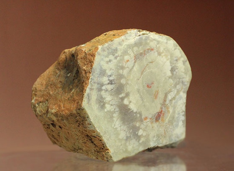 鑑賞用に最適！赤色が美しい、恐竜のウンチ化石コプロライト(Coprolite