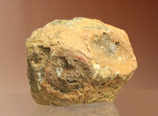 鑑賞用に最適!赤色が美しい、恐竜のウンチ化石コプロライト(Coprolite)(その8)